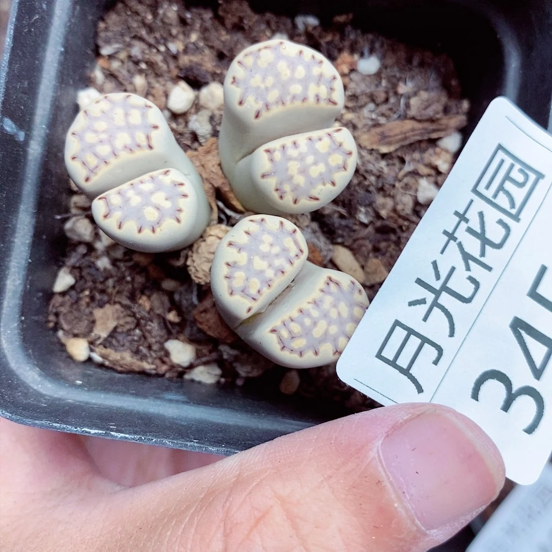 我是第一百个为妖刀345