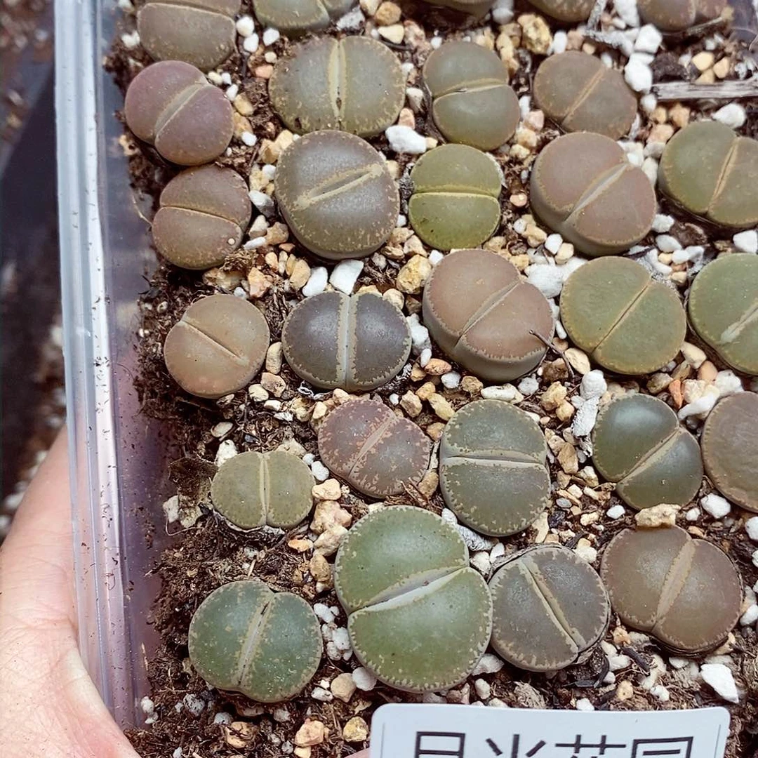 我想说我们真的没在联系你470