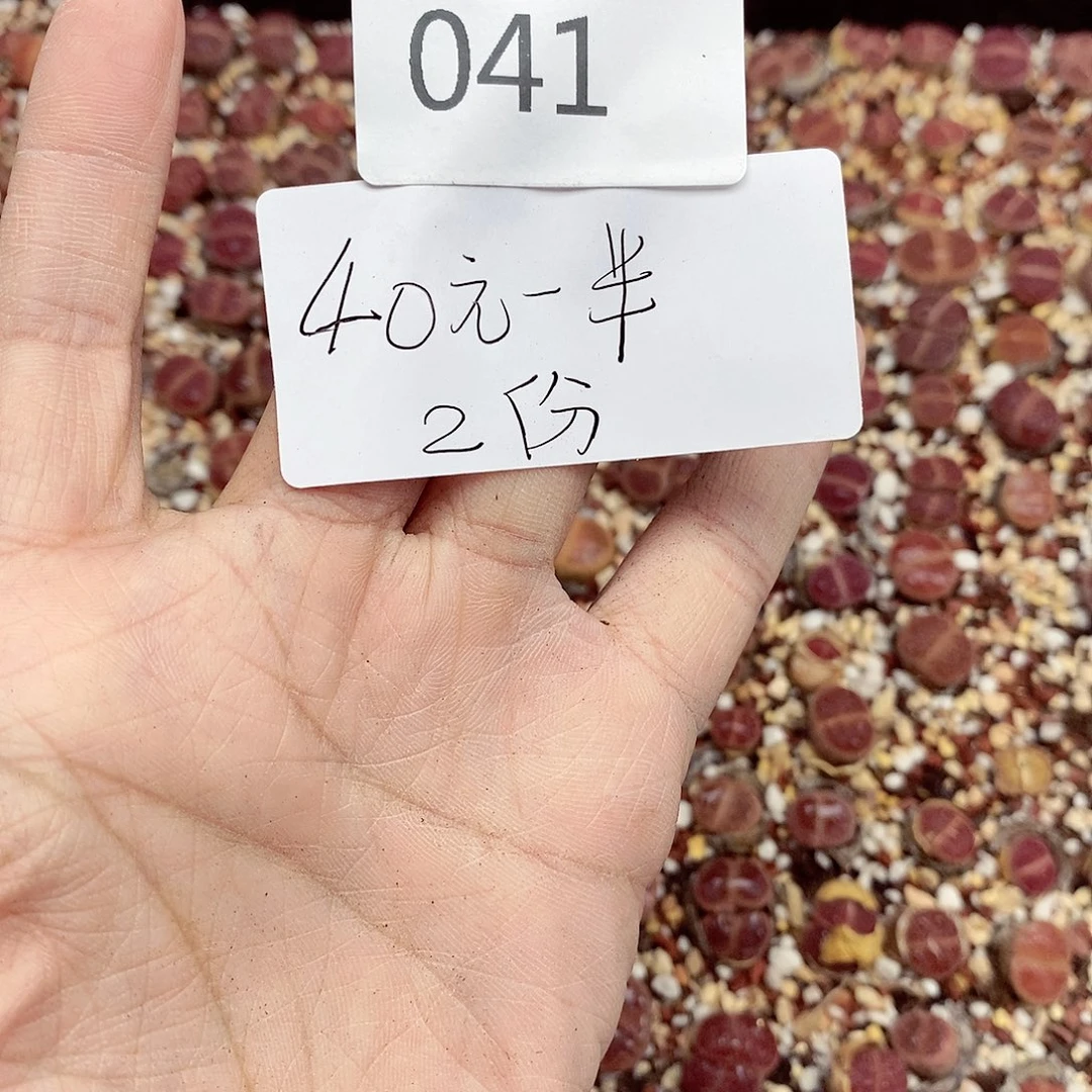 我是第一百个为妖刀应援的041