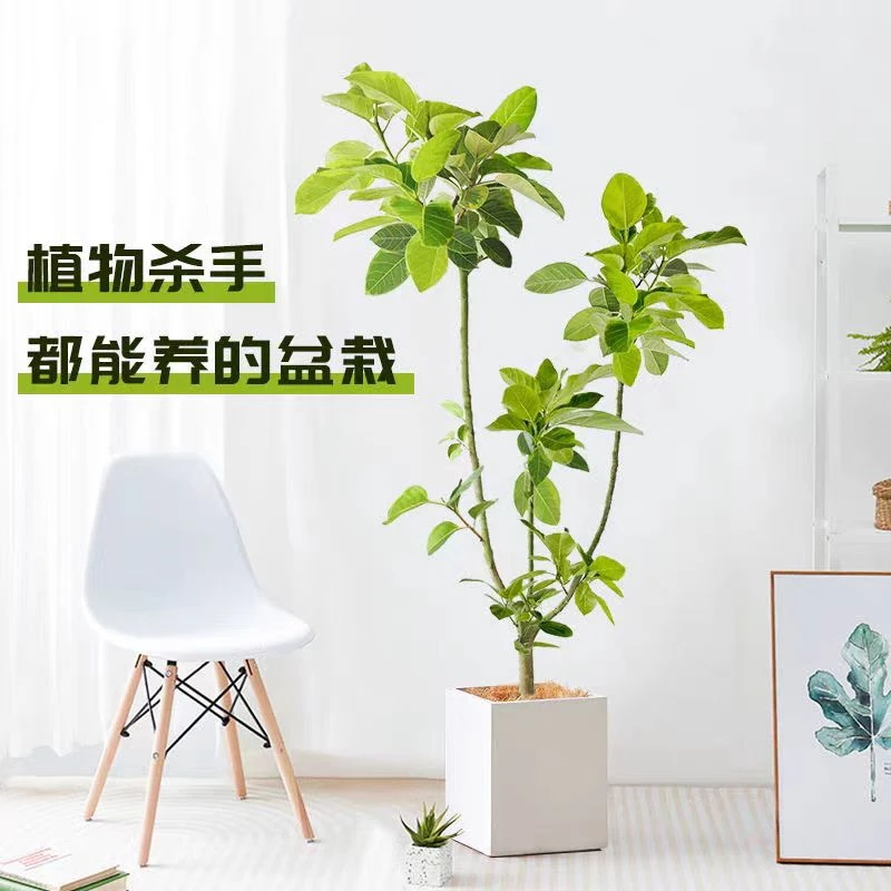 网红造型黄金榕富贵榜美化家居除甲醛原生橡皮树好养耐养懒人绿植