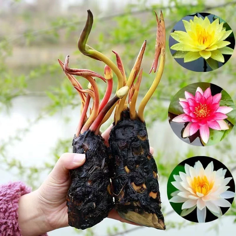 大睡莲根块池塘睡莲花水培植物四季莲花盆栽水养花卉荷花睡莲根茎