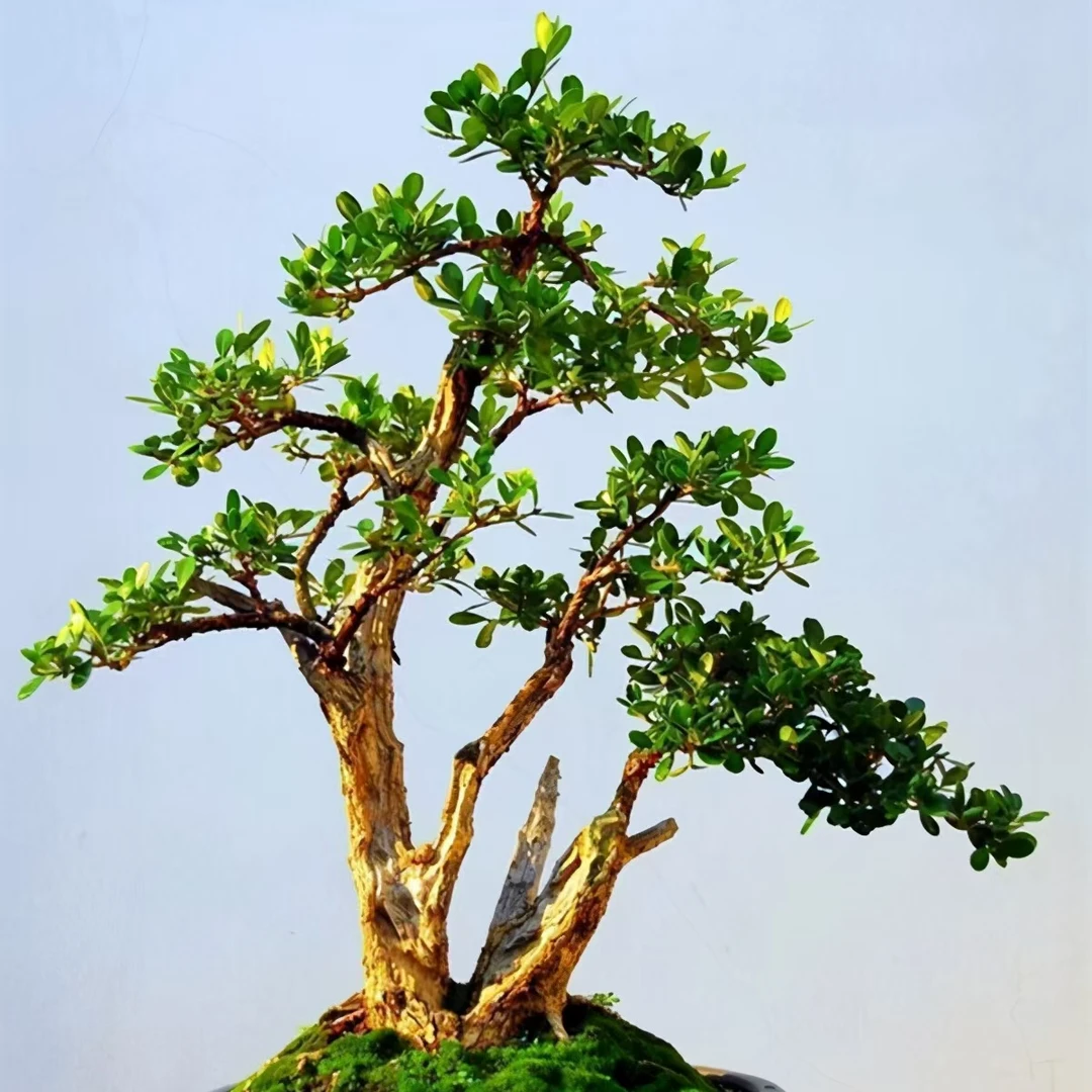 黄杨黑松盆景专卖