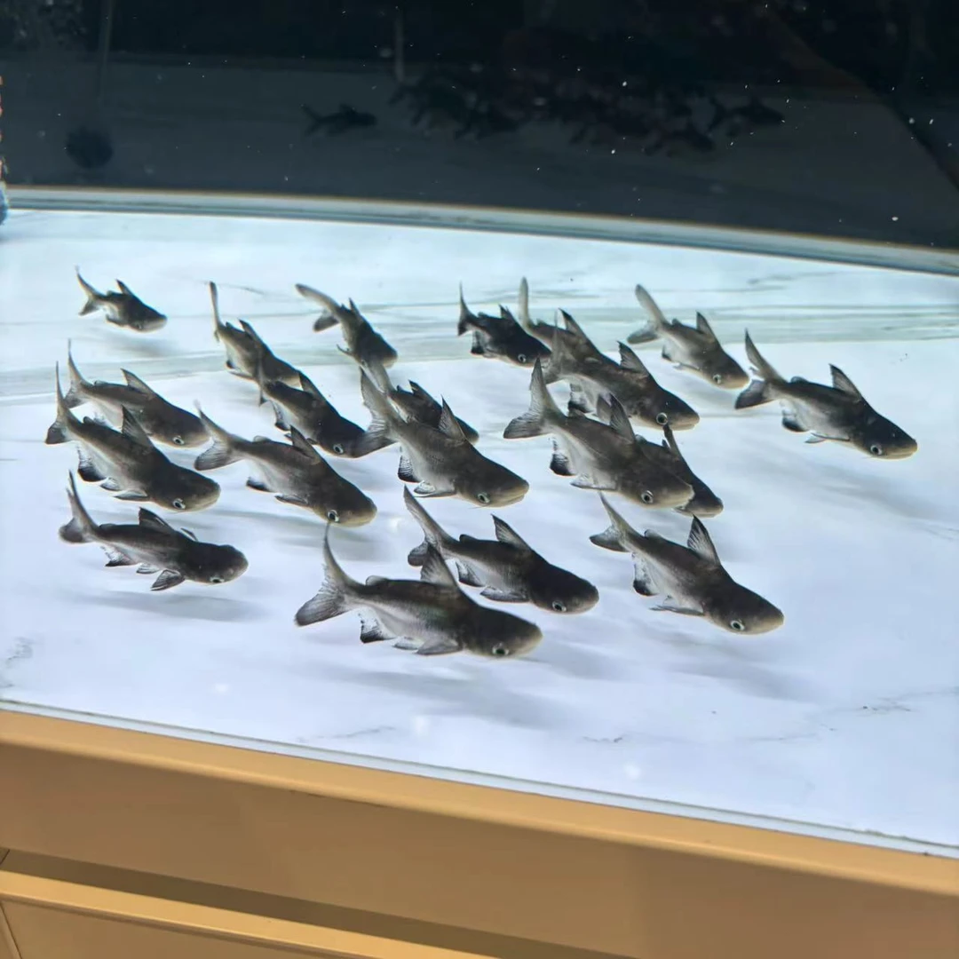 鱼缸球鲨观赏鱼鱼种