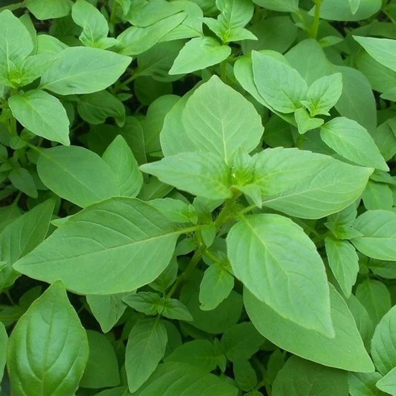 河南新鲜荆芥 一斤装 现摘现发 凉拌菜荆芥叶食用