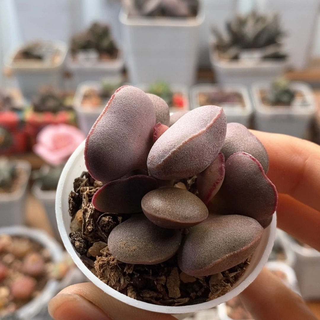 白肌红蛋水泡多肉植物