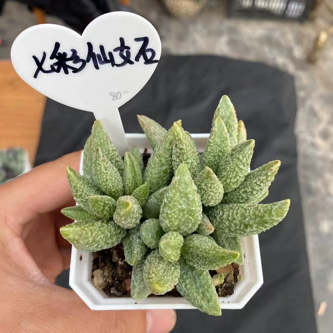 【七彩仙女石】7cm白方盆精品小型稀有美观爆款水泡多肉