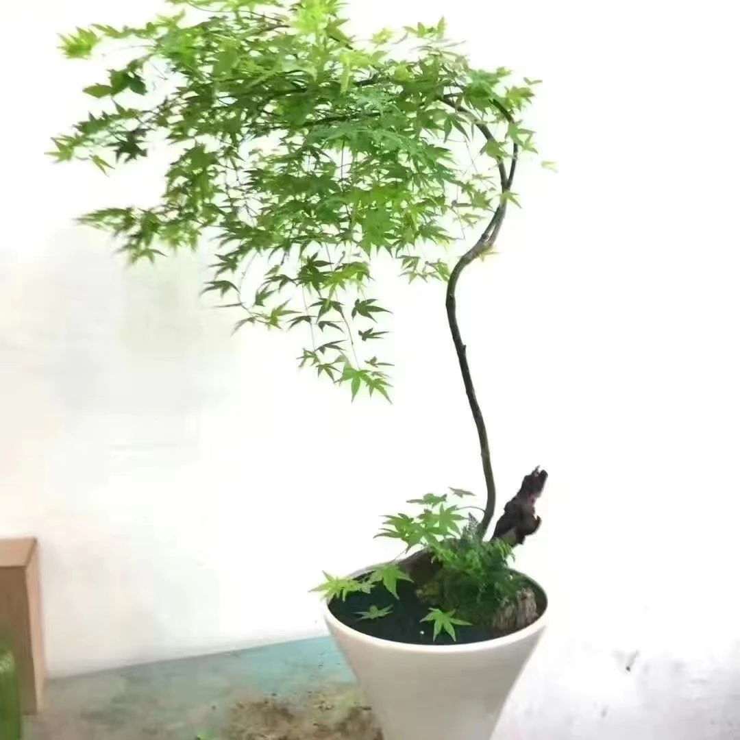 青流泉枫树盆景盆栽