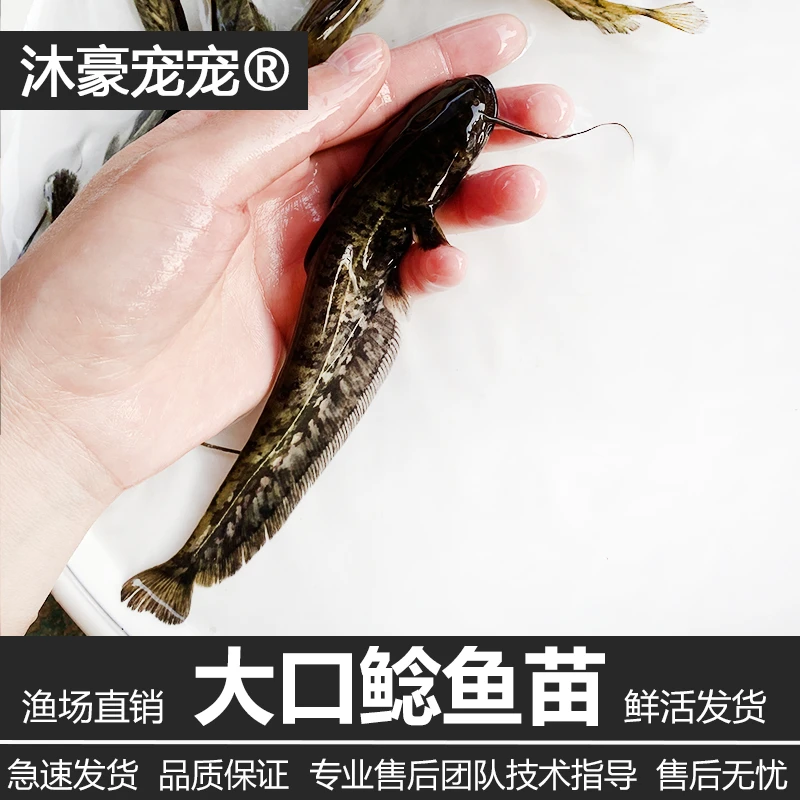 沐豪宠宠南方大口鲶鱼苗淡冷水养殖胡二须子鲶大型冷水鱼埃及鲶鱼