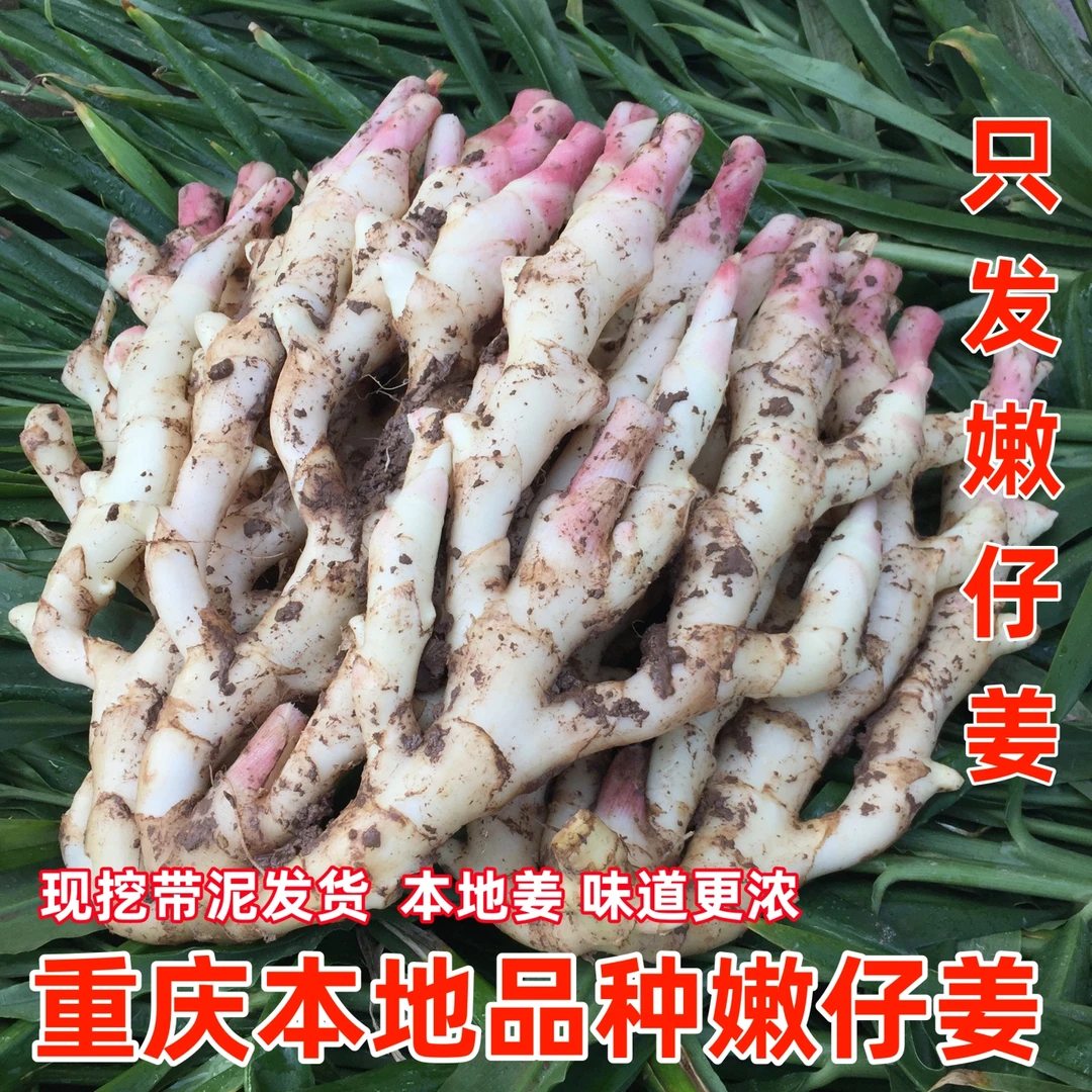 嫩姜新鲜嫩仔姜现挖重庆本地竹根姜红芽嫩仔姜子带泥发泡姜四川