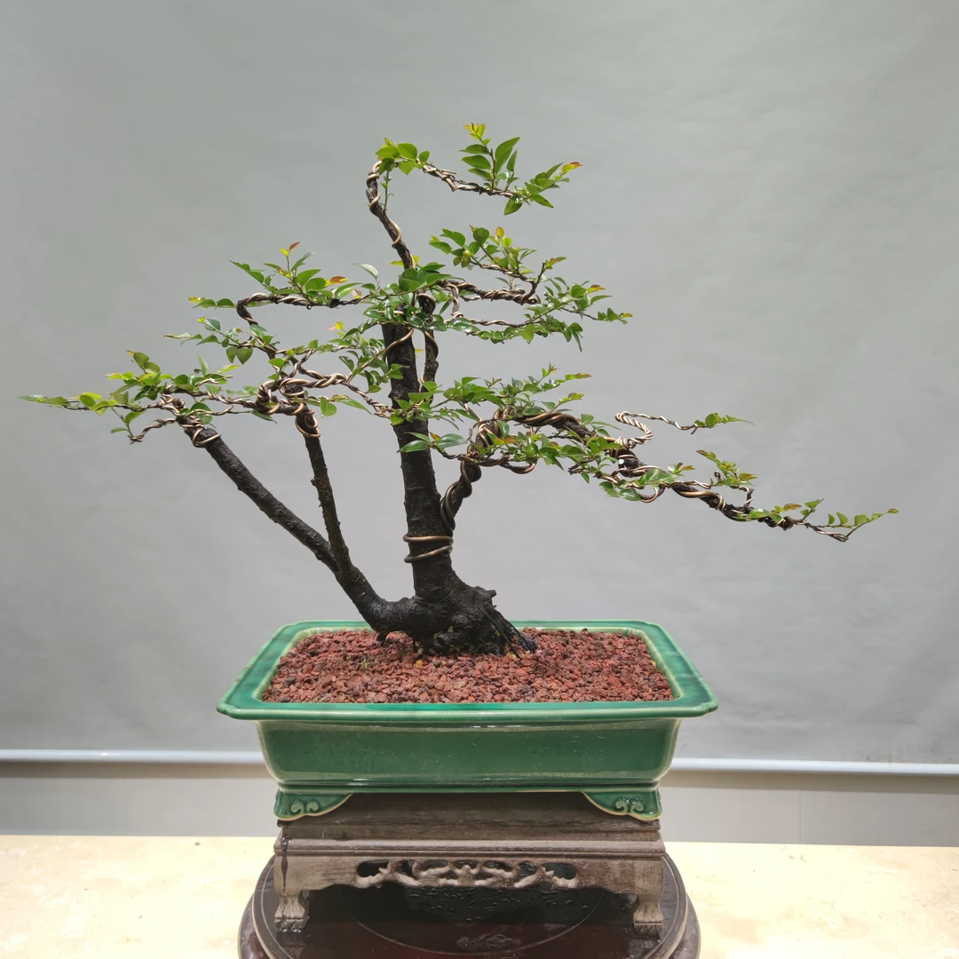 惠景园精品老桩黑骨茶盆景