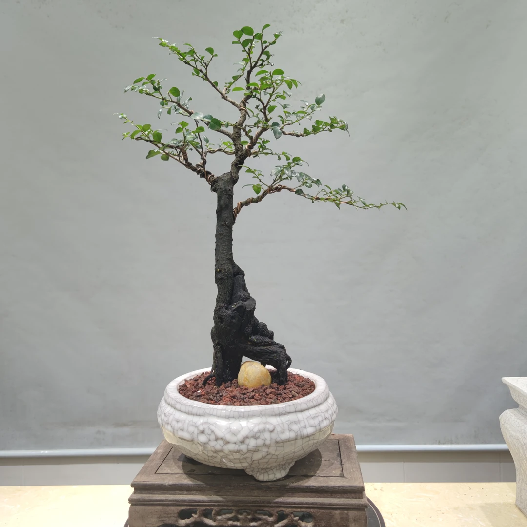 惠景园精品老桩黑骨茶盆景