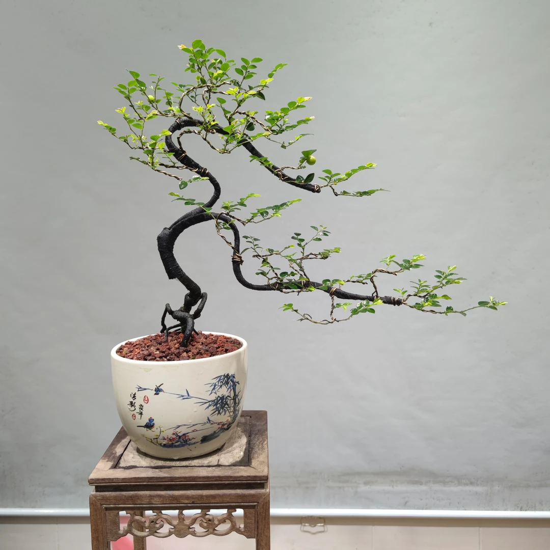 惠景园精品根艺黑骨茶造形盆景