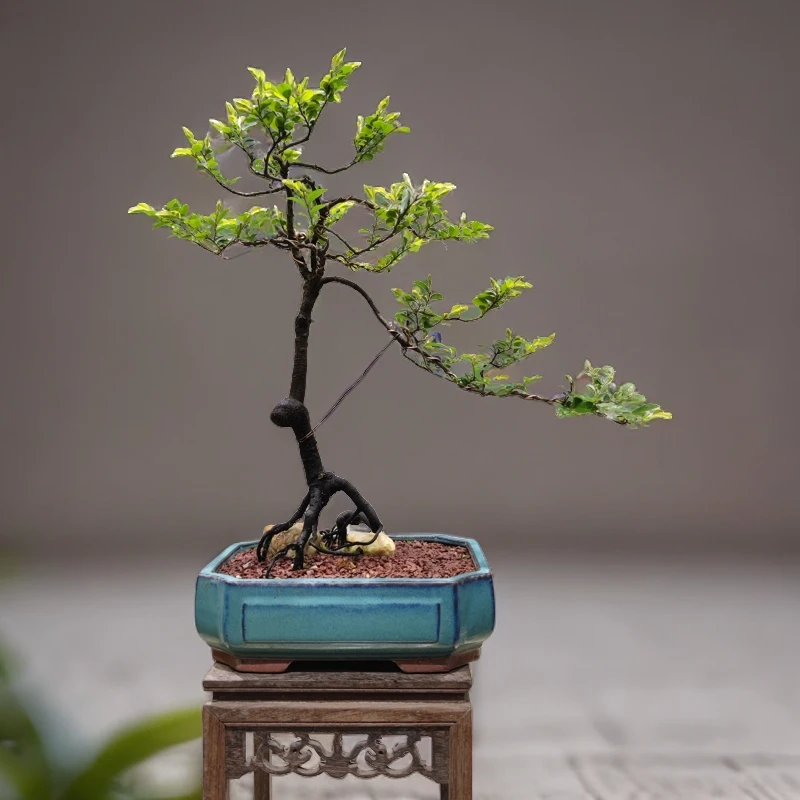 惠景园精品根艺黑骨茶盆景