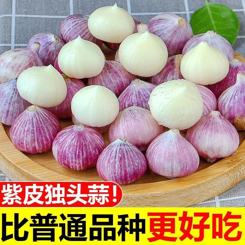 【2025新晒干蒜】云南紫皮大蒜独头蒜辛辣饱满调味品香辣脆爽爽口