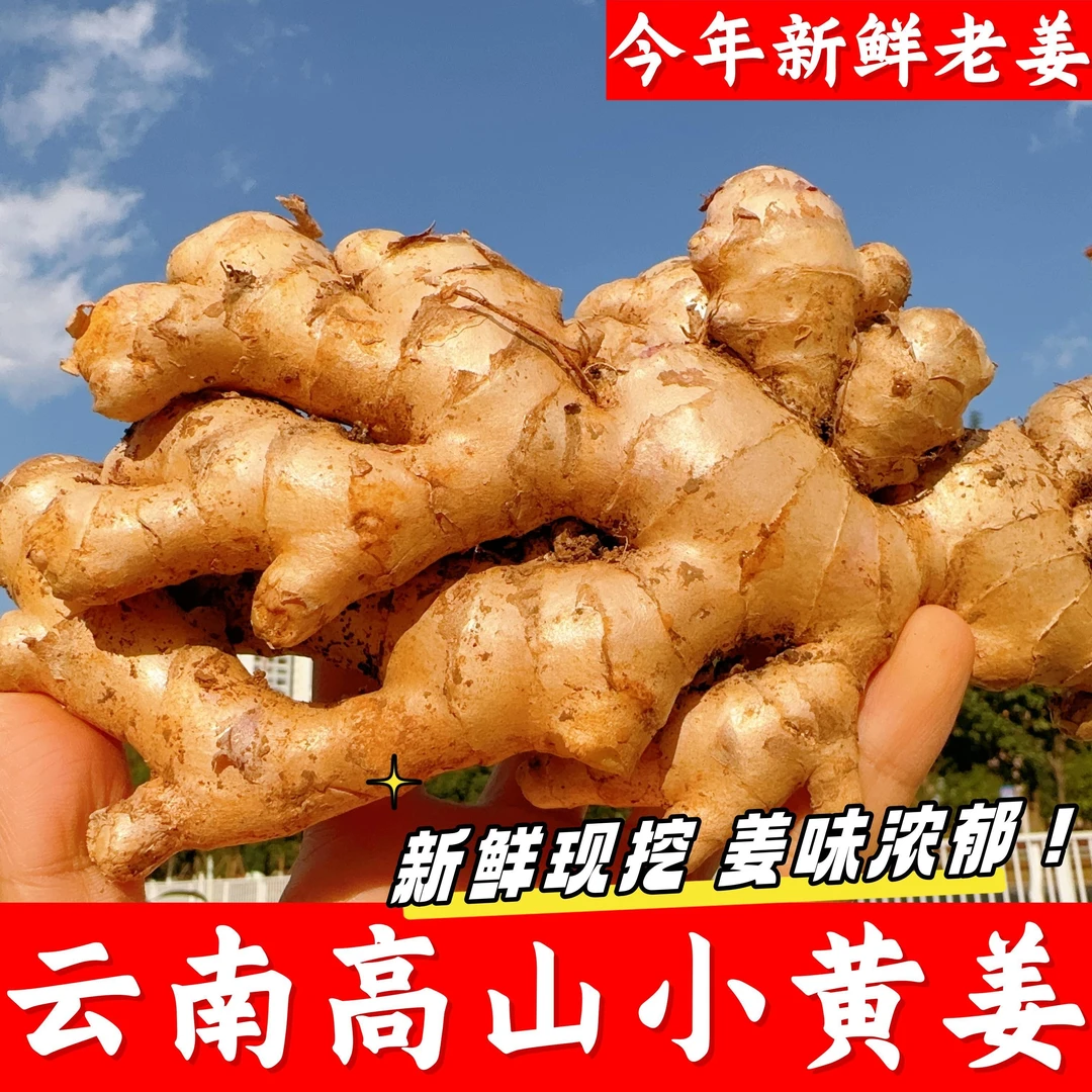 2025新姜云南山地小黄姜生姜3斤5斤9斤现挖现发产地直发批发包邮