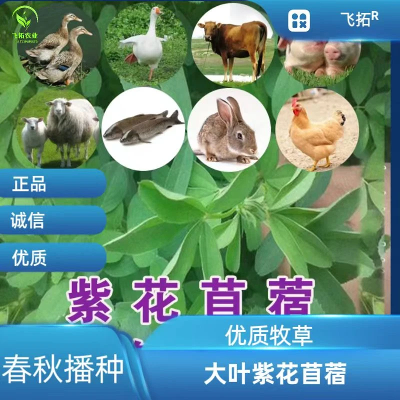 优质大叶紫花苜蓿净籽多年生高蛋白耐寒耐旱猪牛羊鸡鸭鹅