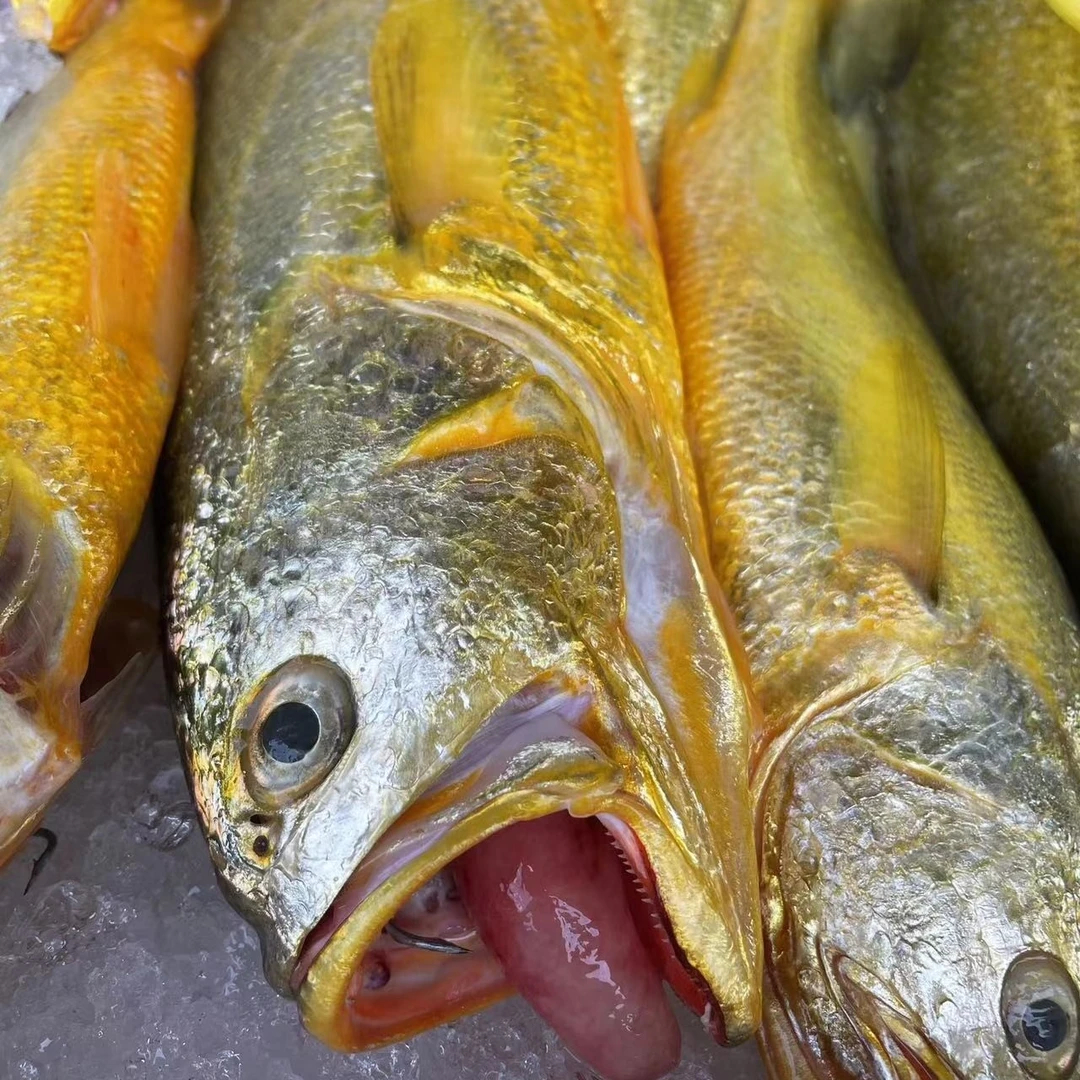 【冰鲜】宁波  海捕黄鱼   3斤/份