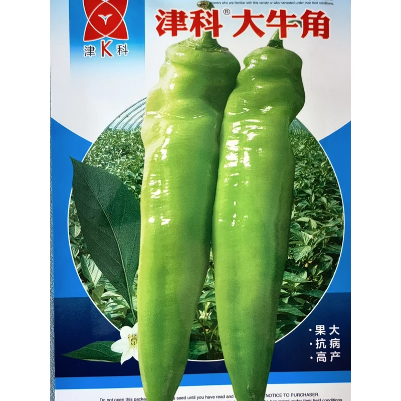 大果牛角椒种子大田种植蔬菜种子春秋早熟辣椒种子蔬菜种