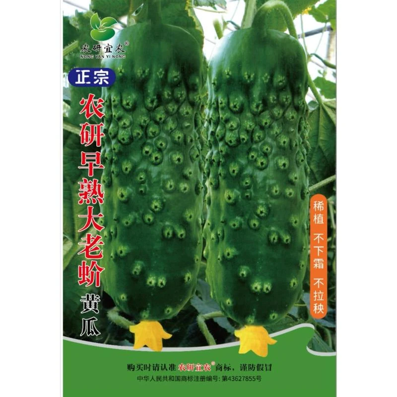 农研早熟大老蚧黄瓜种子:100粒装,特别好吃,超级恋秋