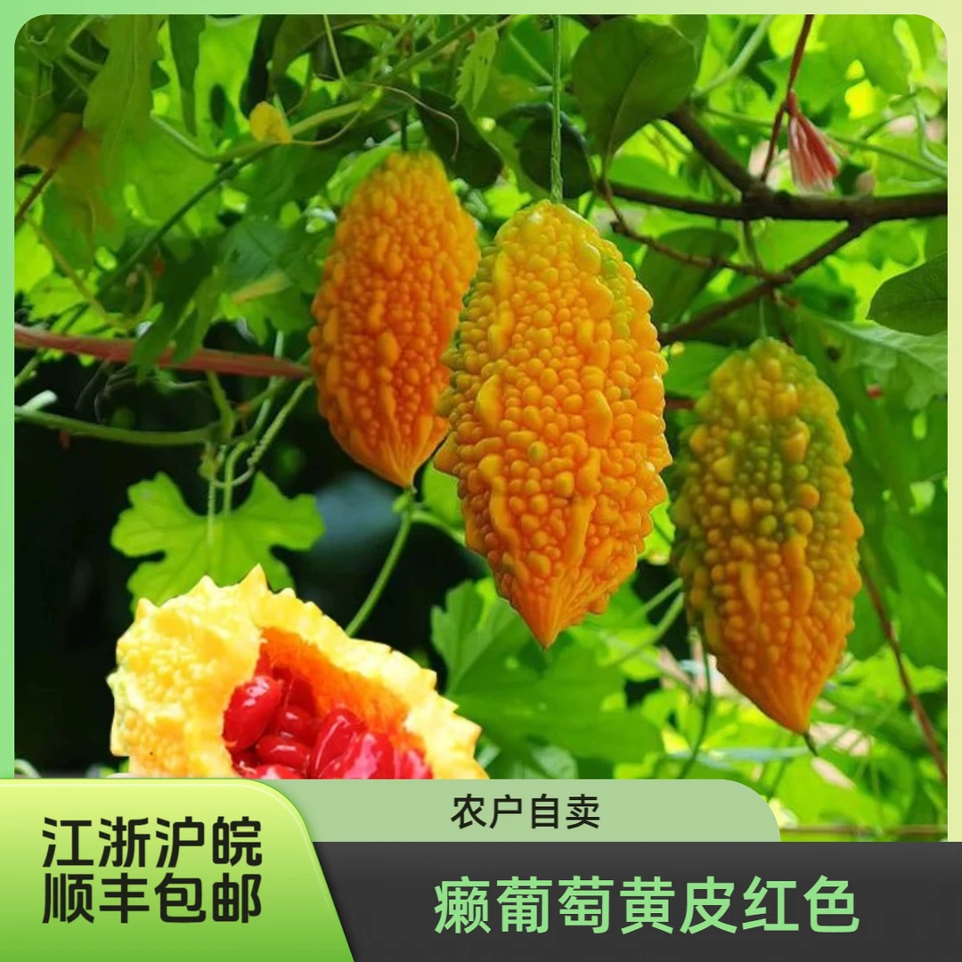 苏州金铃子癞瓜水果新鲜青黄皮清甜苦瓜自然种植现摘癞葡萄1-3斤