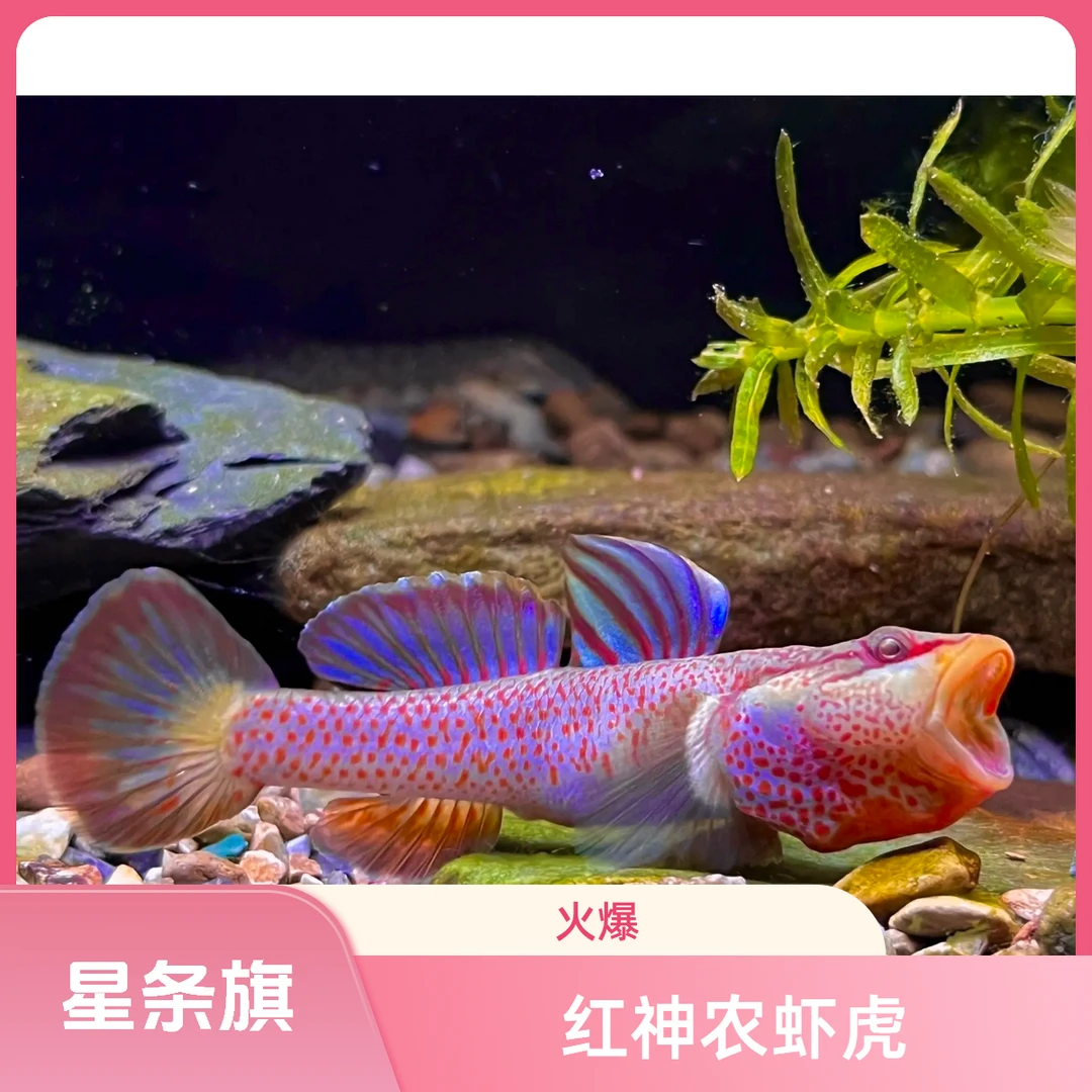 临安红神农虾虎星条旗虾虎蓝鳍神农溪吻虾虎原生鱼虾虎鱼溪流鱼缸
