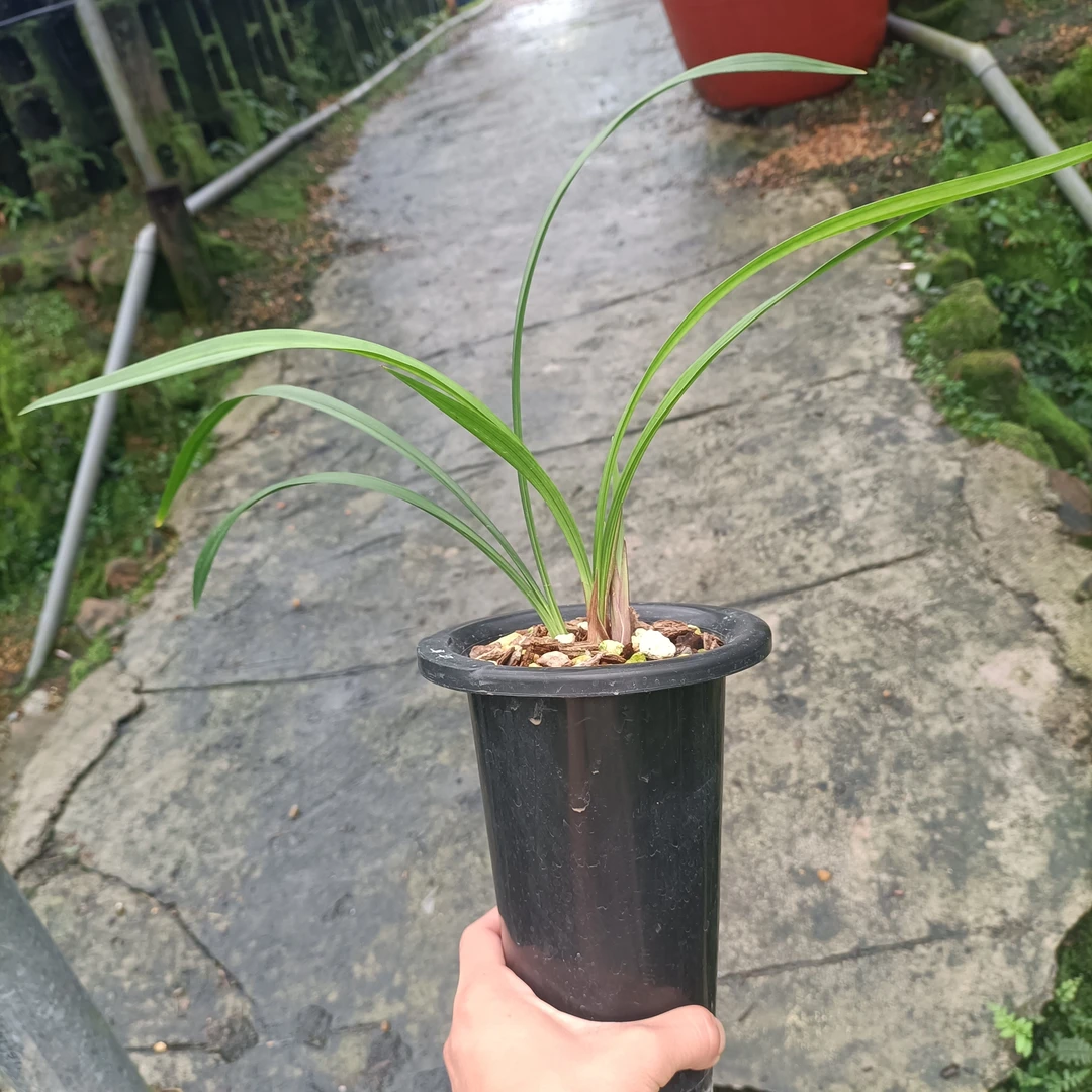 兰花名品2苗本园兰花随机发货！