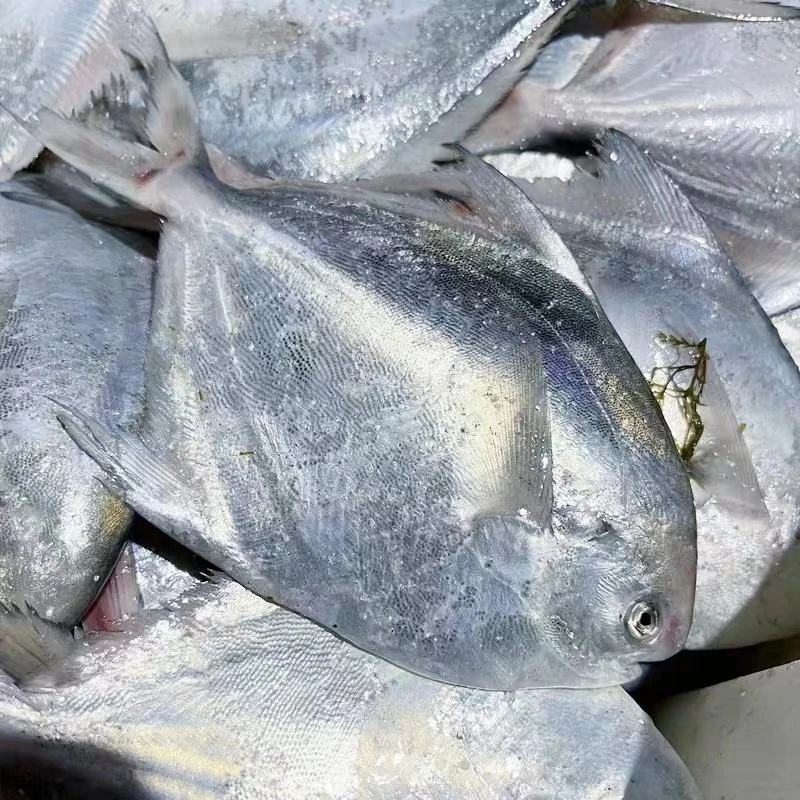 现称现拍 野生银鲳鱼 6-8两/条 东海深海流网新鲜白鲳 冰鲜发货