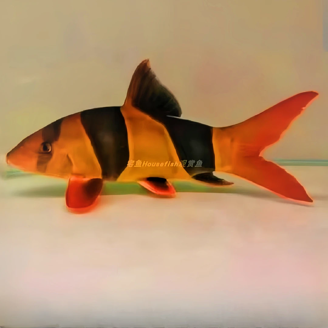 超大三间鼠 野生大号三间鼠鱼 热带鱼淡水观赏鱼工具鱼底栖鱼鼠鱼