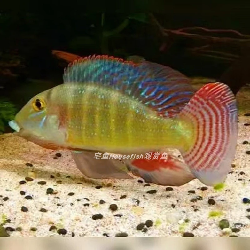 【食土之王】大申古宝石12-14cm  淡水鱼  热带鱼观赏鱼