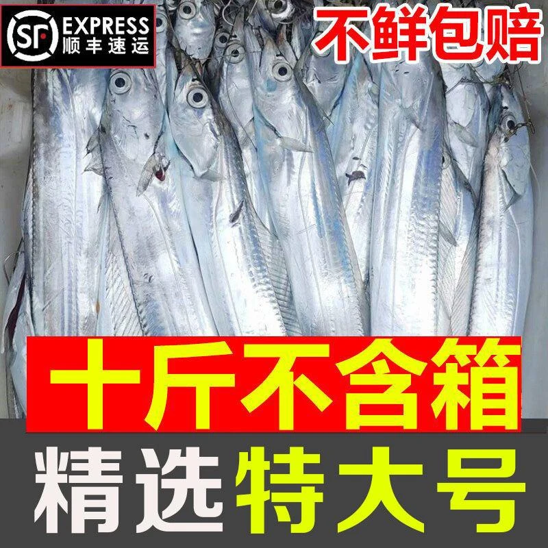 【特大号带鱼】东海整条带鱼整条无冰新鲜冷冻整箱特级大带鱼东海