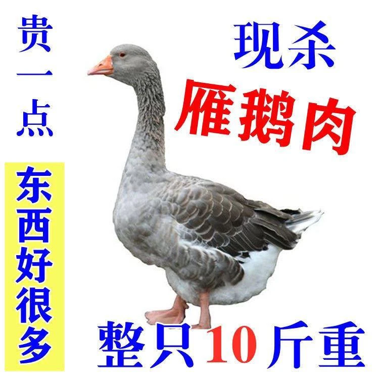 【极速发货】10斤大雁鹅新鲜大鹅散养老鹅鹅肉整只鹅雁鹅非东北鹅