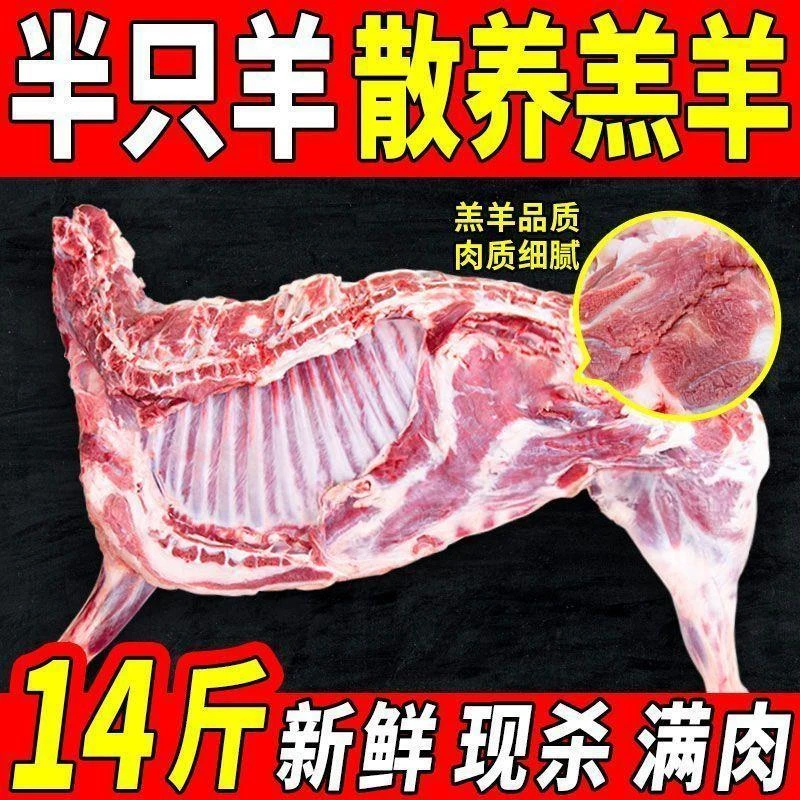 半只羊14斤】散养羔羊全羊整羊羊腿羊肋排羊蝎子烤羊羊肉商用批发