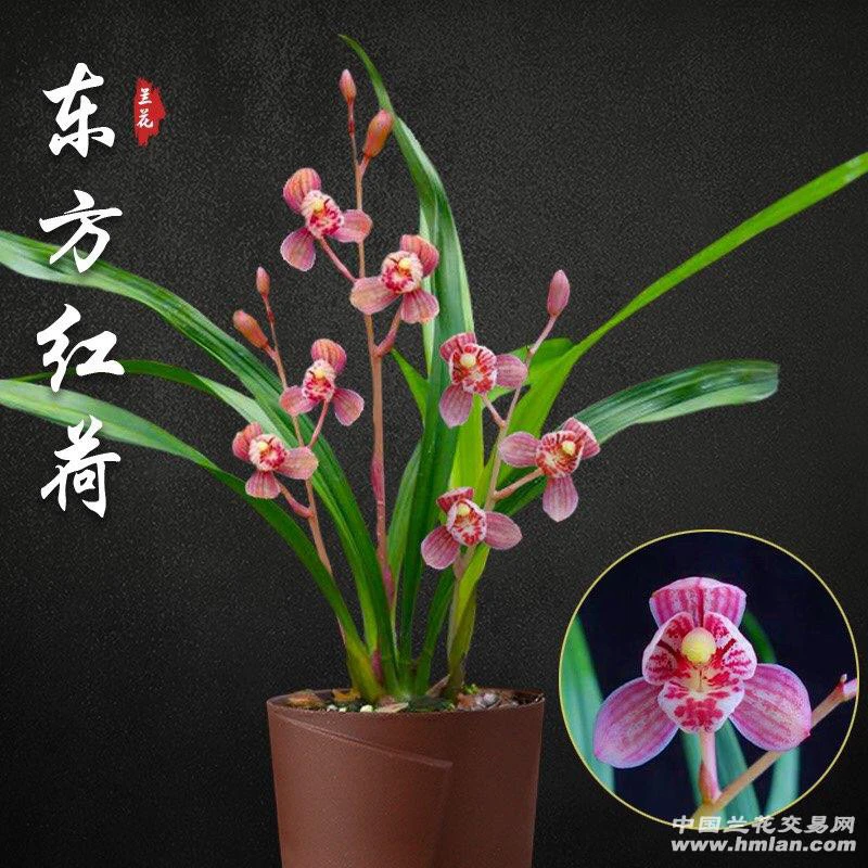 建兰茗品东方红荷