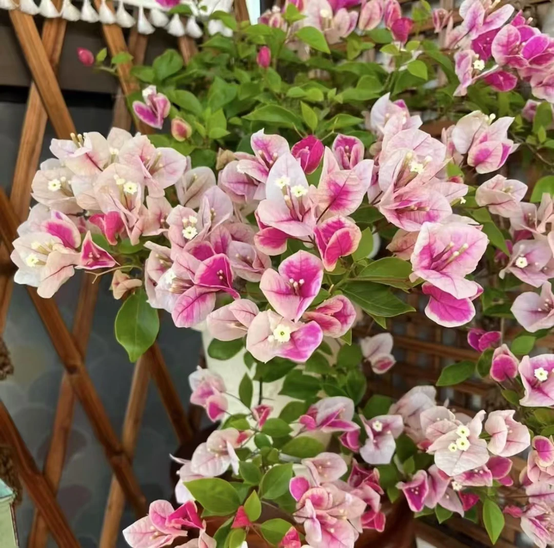 直播间绿植花卉一物一拍