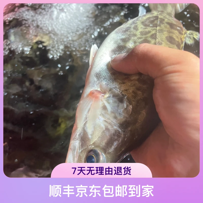 大山溪流原生鳜鱼2斤（净膛800克左右）顺丰京东包邮到家荣鳜鱖鱼
