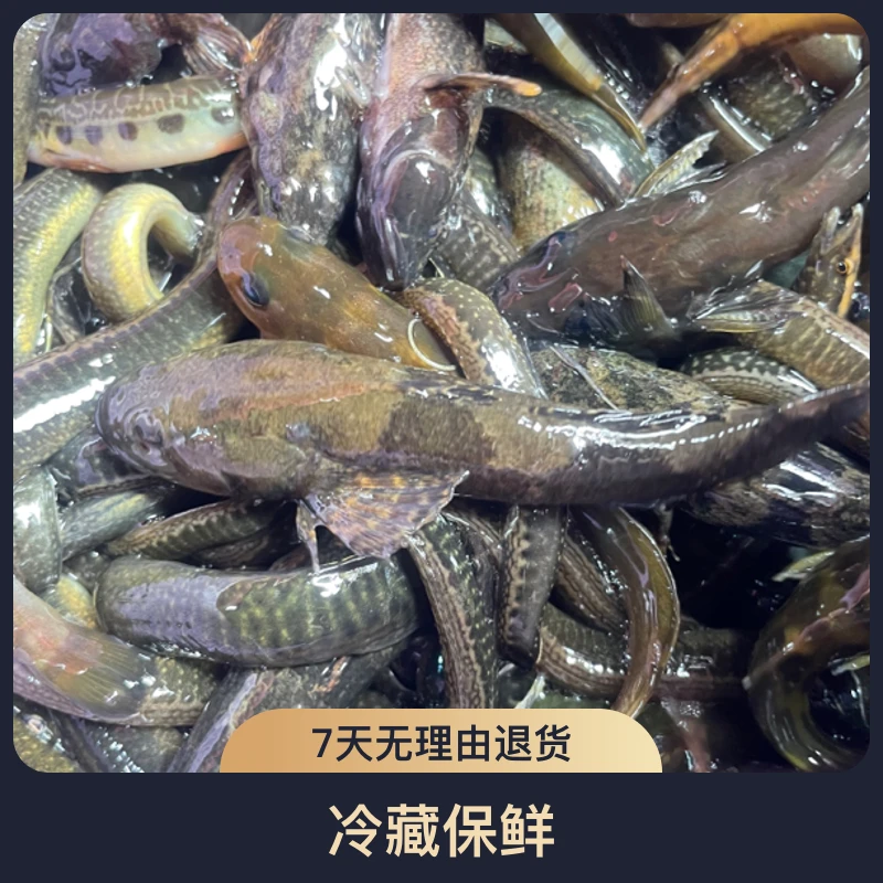 大山原生态鱼（溪水小杂鱼）（2斤净膛850左右顺丰京东包邮到家）