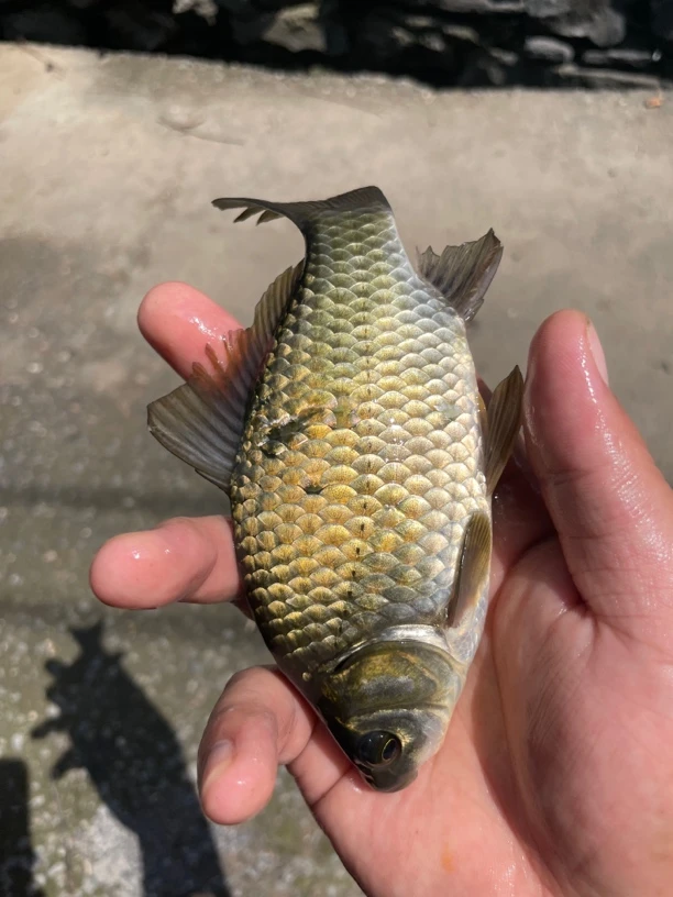 大山原生黄金鲫鱼淡水鱼顺丰包邮到家
