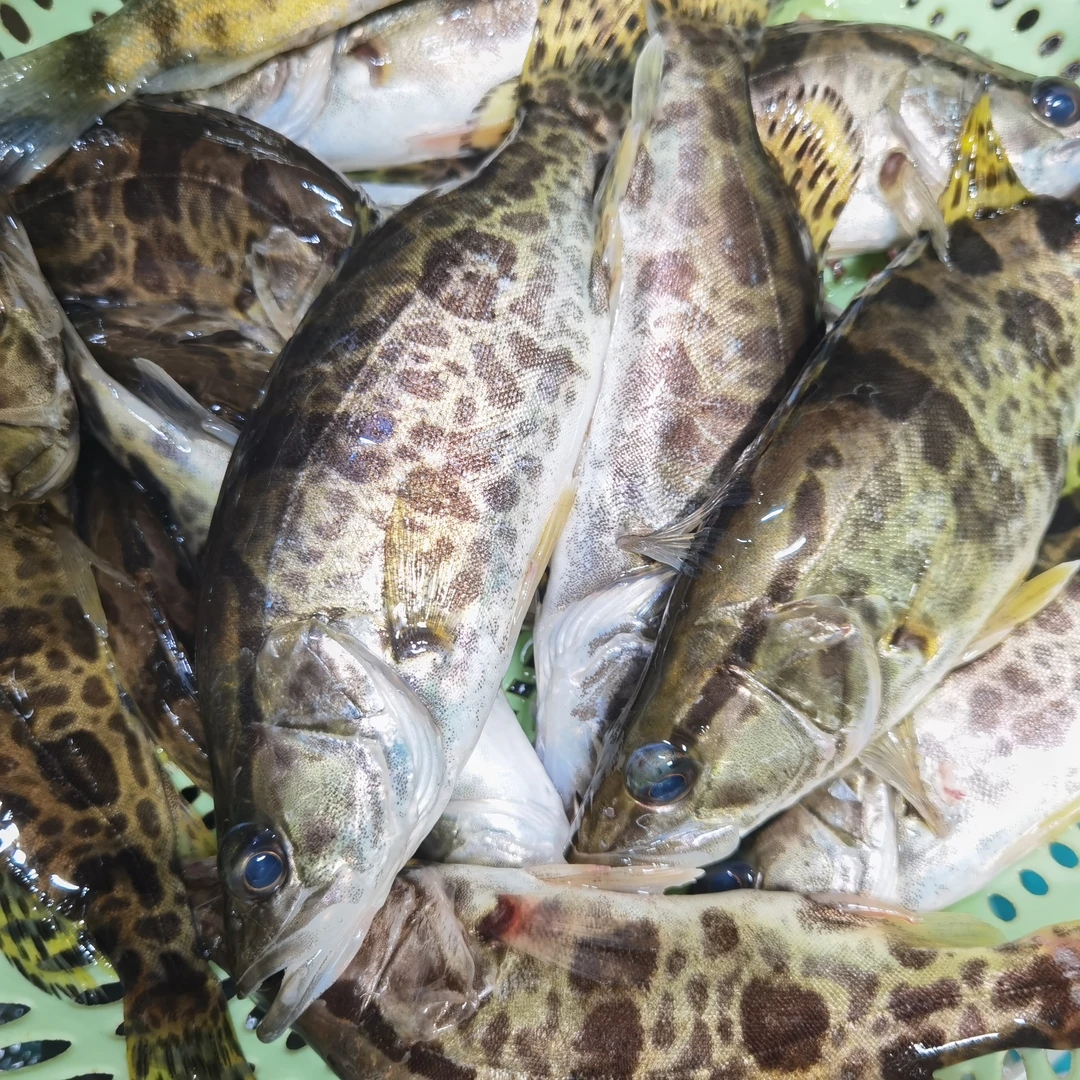 大山原生溪水白头鳜大眼桂翘嘴桂中通京东包邮到家