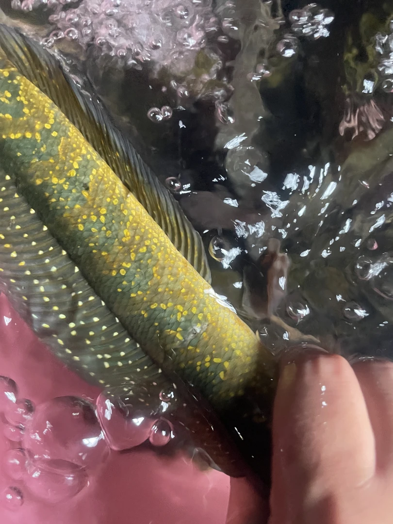 大山溪流原生七星鱼顺丰包邮活鱼到家