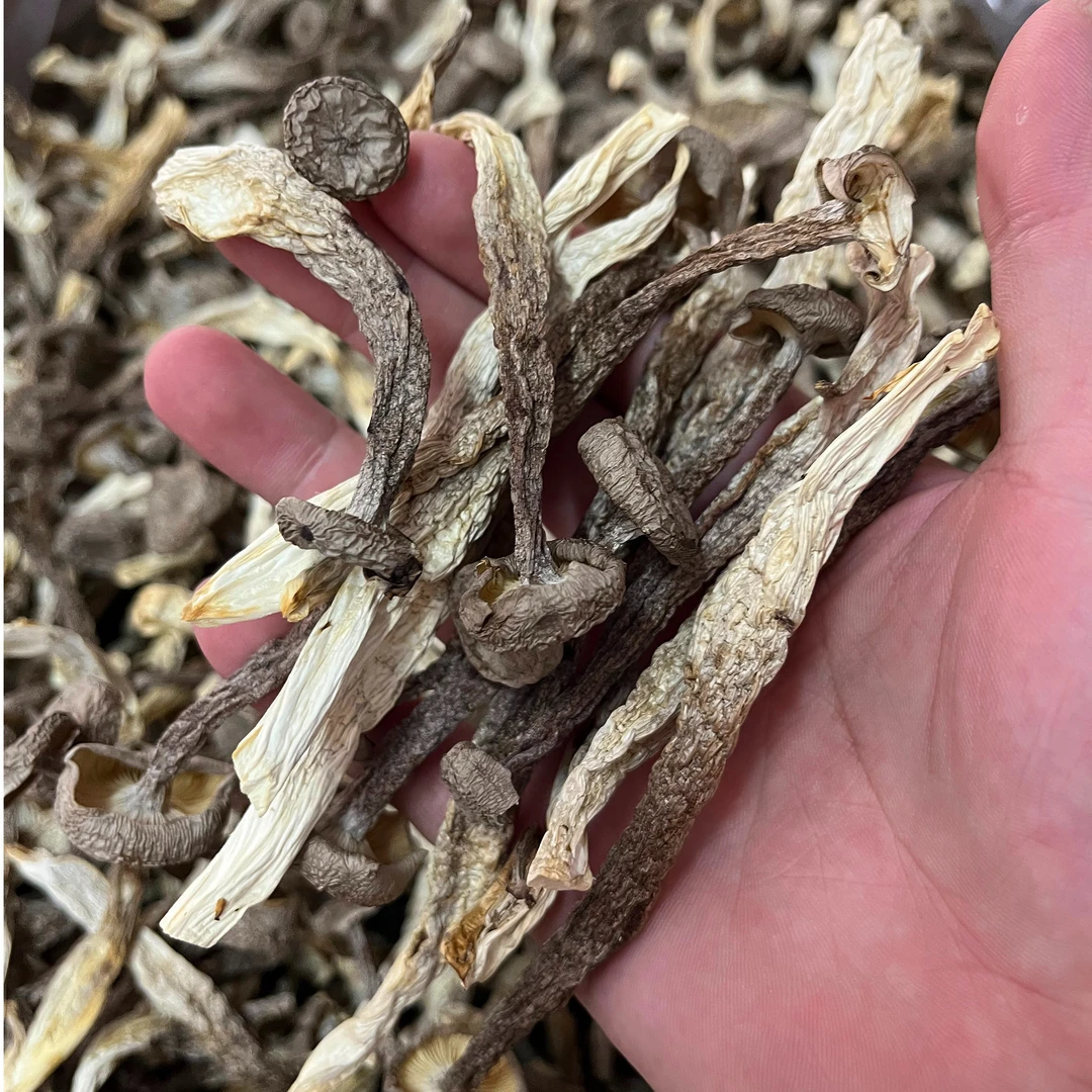 鹿茸菇干货250克-500克包邮鹿茸菌鹿茸菇煲汤食用菌菇香菇