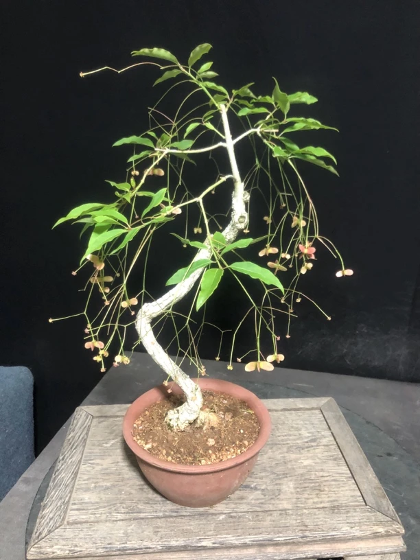 造型盆景规格品种齐全 一物一拍