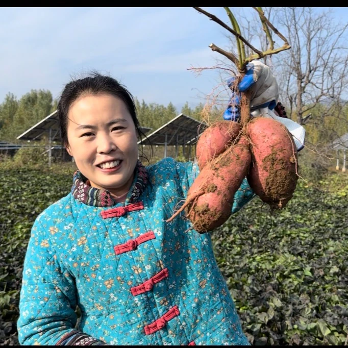 小红家沙土地干面甜笨红薯