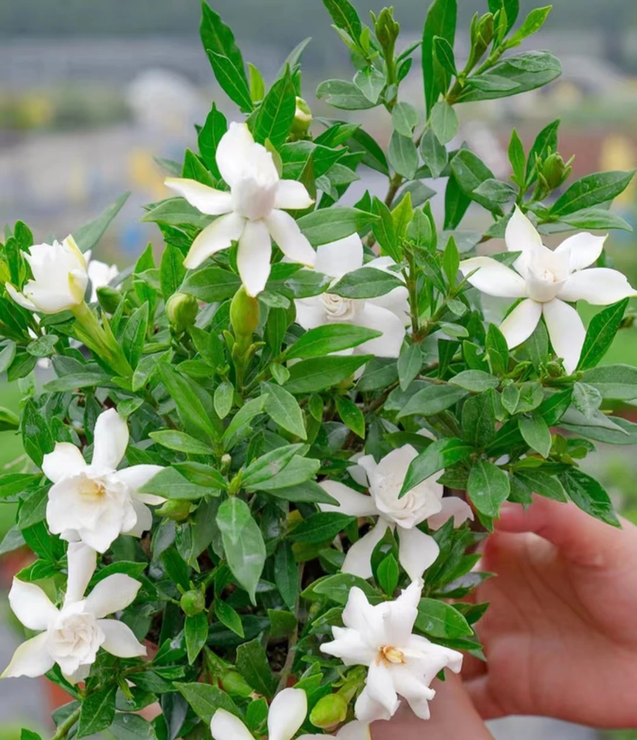 栀子花夏季美观盆栽