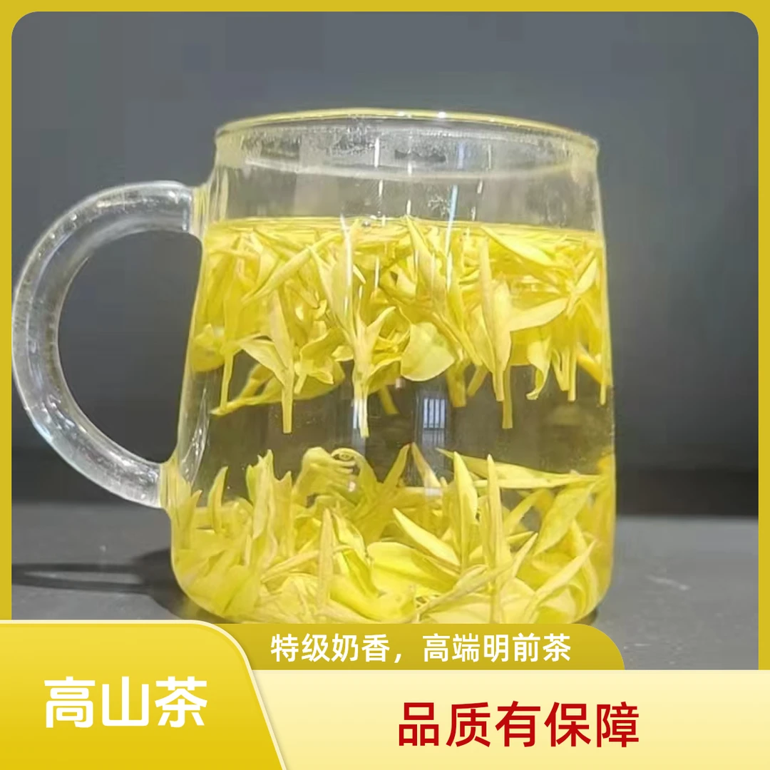【2025年新茶】特级鸡汤鲜奶白黄金芽高山明前头采奶茶