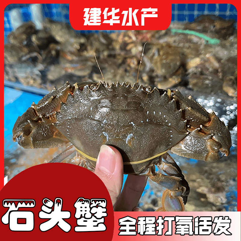 石头蟹石蟳 活发福州市区2-3小时达【福州仓山发货】