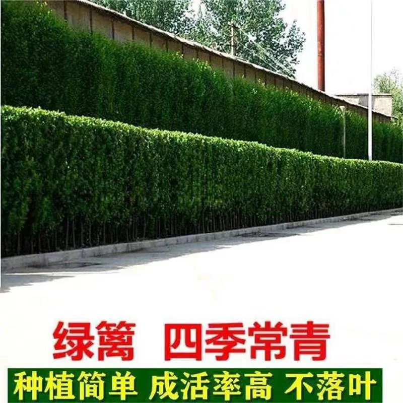 庭院绿化围栏围墙直立北海道黄杨冬青树苗大叶篱笆苗绿篱耐寒