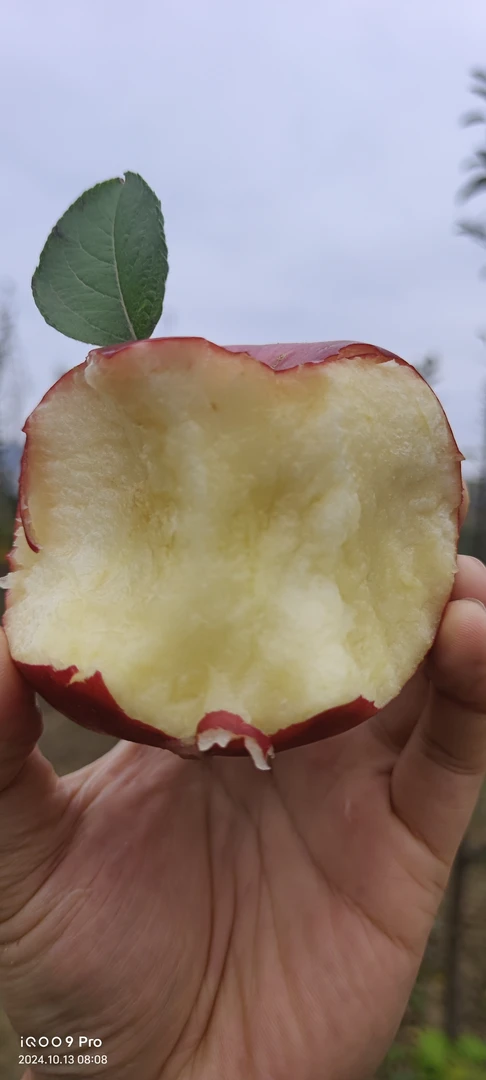 甘肃天水高山水晶红富士