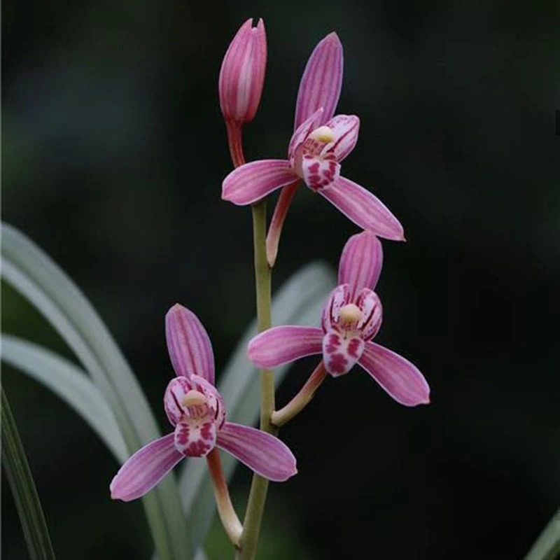 兰花直播 专属一物一拍 建兰蕙兰连瓣兰春剑艺草兰花绿植花卉