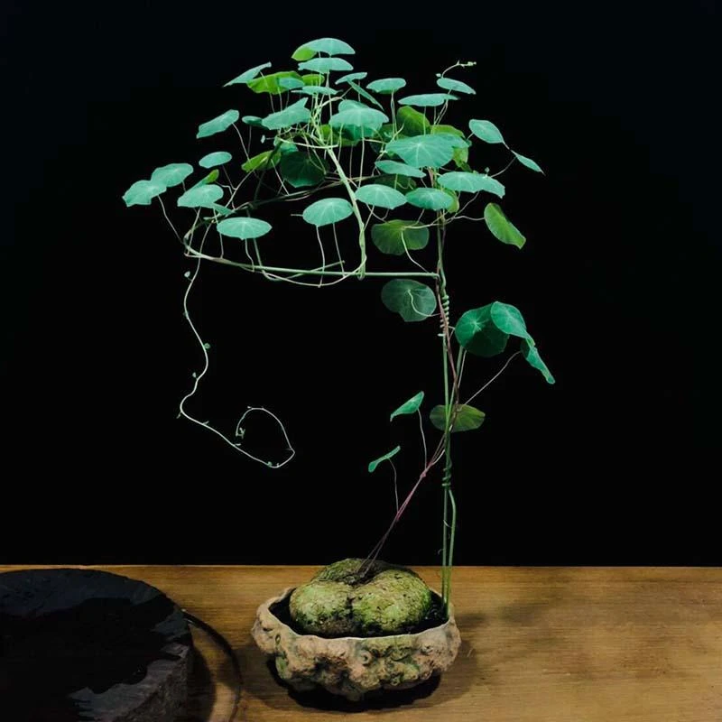 红藤山乌龟金不龟换植物圆叶景观爬藤圆叶室内盆景盆栽肉肉绿植物