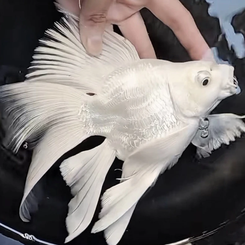 台湾蝴蝶鲤观赏鱼短身球体大鳍长尾好养耐活